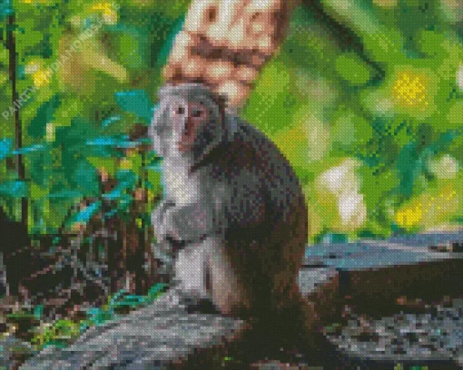 Macaque Monkey Diamond Painting