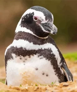 Magellanic Penguins Close Up Diamond Painting