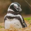 Magellanic Penguins Close Up Diamond Painting