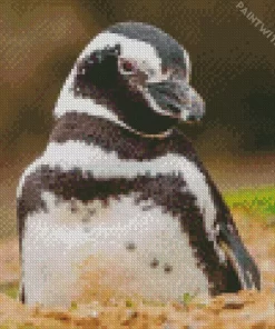 Magellanic Penguins Close Up Diamond Painting