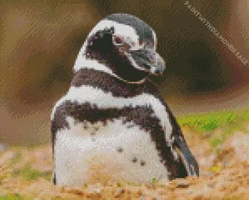 Magellanic Penguins Close Up Diamond Painting