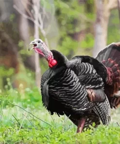 Male Eastern Wild Turkey Diamond Painting