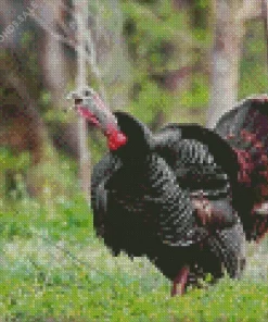 Male Eastern Wild Turkey Diamond Painting