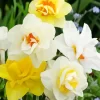 Mixed Double Daffodils Diamond Painting