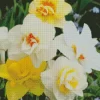 Mixed Double Daffodils Diamond Painting