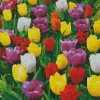 Mixed Triumph Tulips Diamond Painting