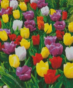 Mixed Triumph Tulips Diamond Painting