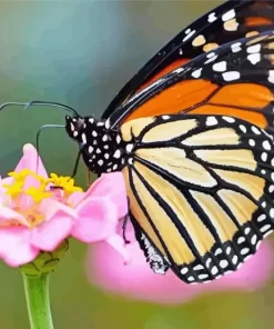 Monarch Butterflies Diamond Painting