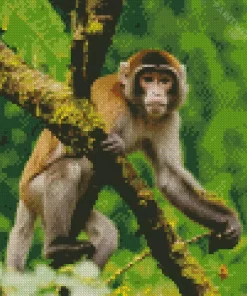 Monkey Animal Diamond Painting