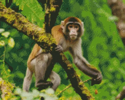 Monkey Animal Diamond Painting