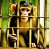 Monkey In Jail Diamond Painting