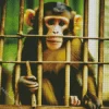 Monkey In Jail Diamond Painting