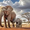 Mother And Baby Elephants Diamond Painting