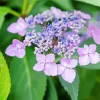 Mountain Hydrangea Diamond Painting