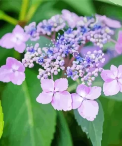 Mountain Hydrangea Diamond Painting