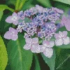 Mountain Hydrangea Diamond Painting