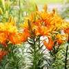 Orange Asiatic Lilies Diamond Painting