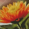 Orange Chrysanthemum Diamond Painting