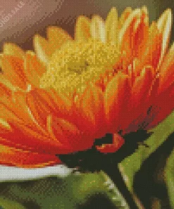 Orange Chrysanthemum Diamond Painting