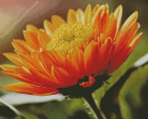 Orange Chrysanthemum Diamond Painting