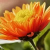 Orange Chrysanthemum Diamond Painting