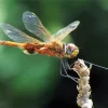 Orange Dragonfly Diamond Painting