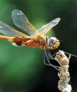 Orange Dragonfly Diamond Painting