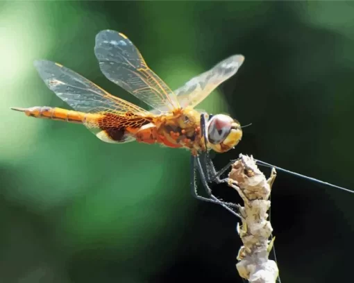 Orange Dragonfly Diamond Painting