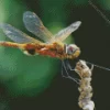 Orange Dragonfly Diamond Painting