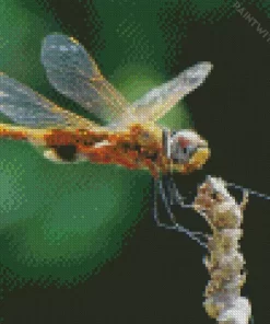 Orange Dragonfly Diamond Painting