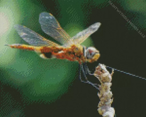 Orange Dragonfly Diamond Painting