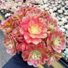 Pink Aeonium Succulent Diamond Painting