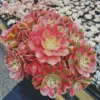 Pink Aeonium Succulent Diamond Painting