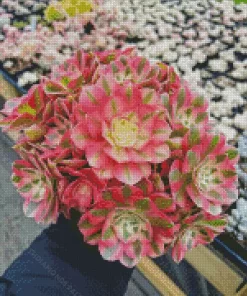 Pink Aeonium Succulent Diamond Painting