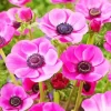 Pink Anemone Flowers Diamond Painting