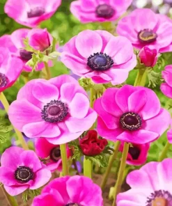 Pink Anemone Flowers Diamond Painting