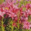 Pink Asiatic Lilies Diamond Painting