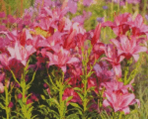 Pink Asiatic Lilies Diamond Painting