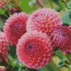 Pink Ball Dahlias Diamond Painting