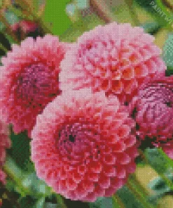 Pink Ball Dahlias Diamond Painting