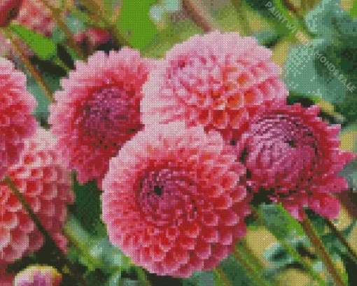 Pink Ball Dahlias Diamond Painting