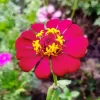 Pink Common Zinnia Diamond Painting