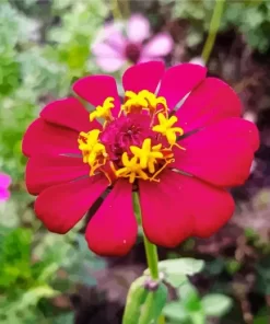 Pink Common Zinnia Diamond Painting