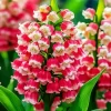 Pink Convallaria Majalis Diamond Painting