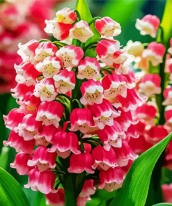 Pink Convallaria Majalis Diamond Painting