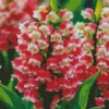 Pink Convallaria Majalis Diamond Painting