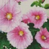 Pink Hollyhock Flower Diamond Painting