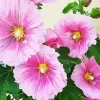 Pink Hollyhock Flower Diamond Painting