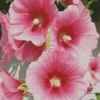 Pink Hollyhocks Diamond Painting