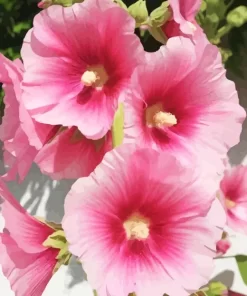 Pink Hollyhocks Diamond Painting